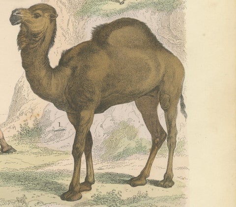 Ungulates Print: Giraffe, Camel, Bison & Antelope, Antique 1867, close-up 5