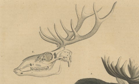 Antique Moose / Eurasian Elk & Antler Anatomy Lithograph, 1845, close-up 4