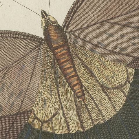 Owl Butterfly from Suriname, Antique Bertuch Print, Vienna, circa 1805, close-up 3