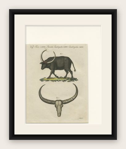 Antique Wild Buffalo & Long Horns Engraving, Bertuch, c. 1810, shown framed