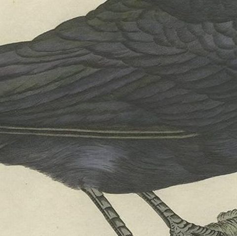Carrion Crow with Eggs, Hand-Coloured Engraving from Nozeman, 1797, close-up 2