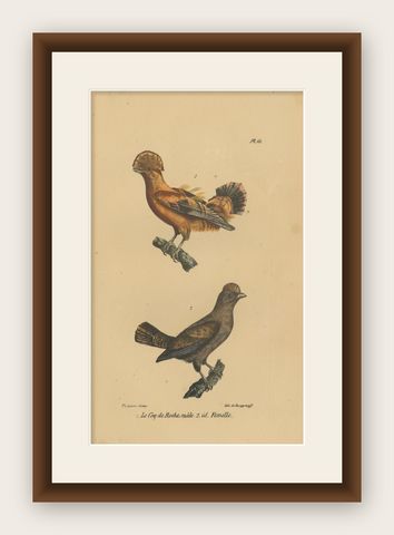 Pl. 61 Antique Bird Print of Cocks-of-the-Rock by Lejeune 'c.1830', shown framed