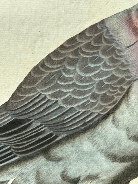 Stock Dove, Columba Oenas, Nozeman & Sepp Antique Bird Print, c.1829, view 5