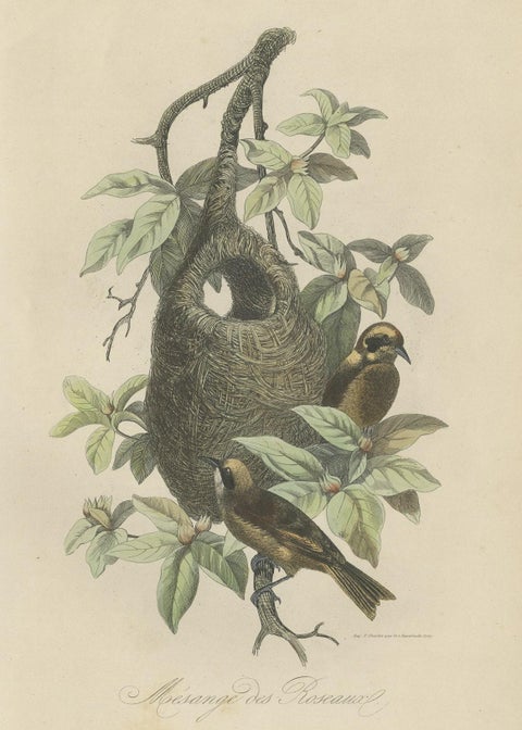 Antique Print of Tit Species with Nest, 1854, close-up 1
