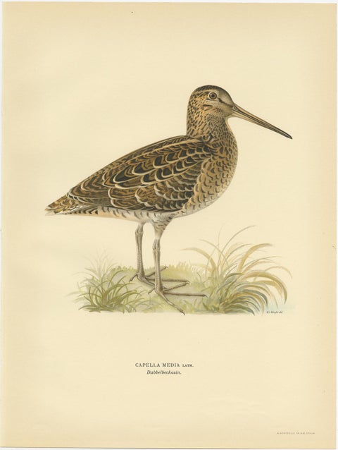 Antique Bird Print of the Great Snipe by Von Wright, 1929, view 3