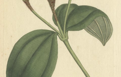 Elegant Pink Quill in Full Bloom: An 18th Century Botanical Ilustration, close-up 2