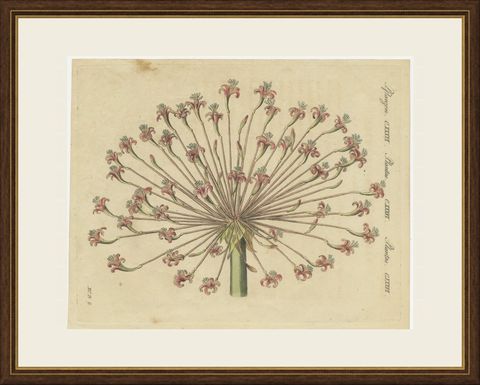 Brunsvigia Candelabra Lily Flower Head, Antique Bertuch Print, circa 1815, shown framed