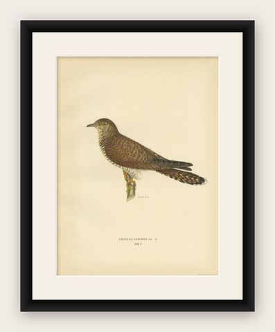 Antique Bird Print of a Female White Wagtail by Von Wright, 1927, shown framed
