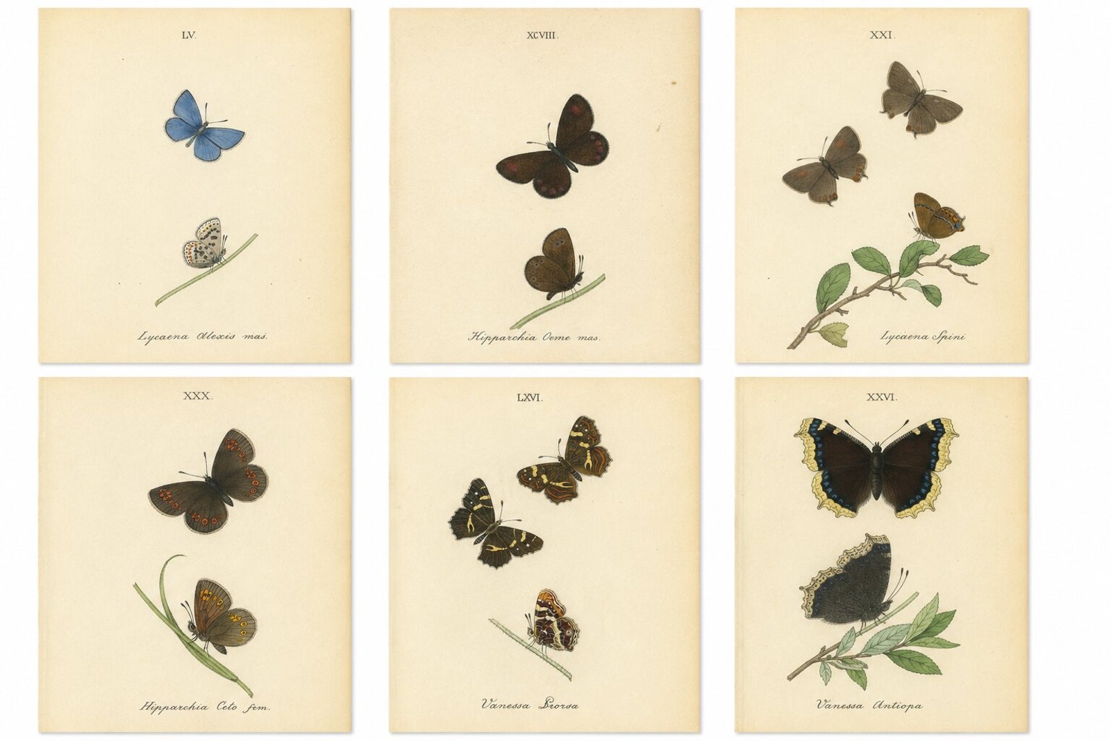 Cabinet-Size Butterfly Engravings with Jewel-Tone Species, Set of 6, 1835