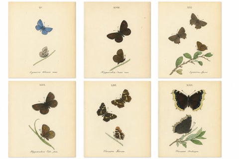 Cabinet-Size Butterfly Engravings with Jewel-Tone Species, Set of 6, 1835