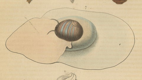 Shell Spectacular: A Collection of Mollusk Shells Engraved and Handcolored, 1845, close-up 2