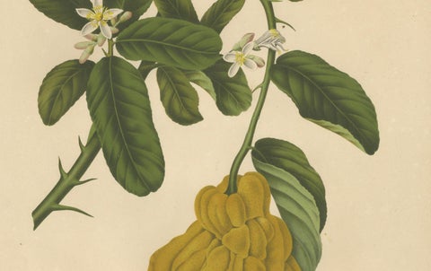 Original Antique Botanical Chromolithograph of Buddha's Hand Citron, c. 1880, close-up 2