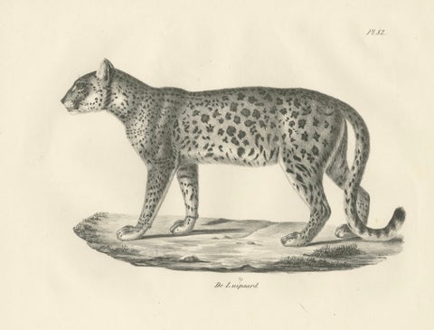 19th-Century Lithograph of the Leopard in a Graceful Standing Pose, close-up 4