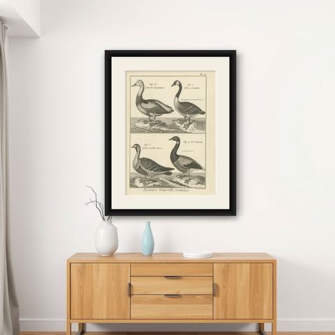 Antique Bird Print of Various Geese by Bonnaterre, '1790', shown framed on a wall