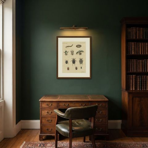 Diving Beetles and Water Beetles with Larva, Antique Bertuch Print, circa 1815, shown framed in a room