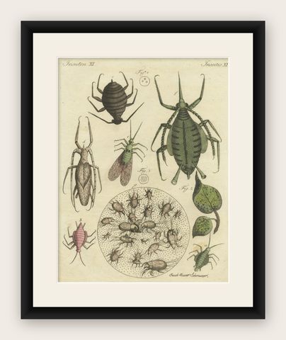 Original Antique Print of Aphid and other Insects, shown framed