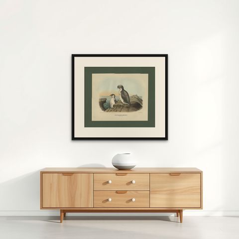 Antique Bird Print of a Young and Adult Temminck's Auk Made After D.G. Elliot, shown framed on a wall