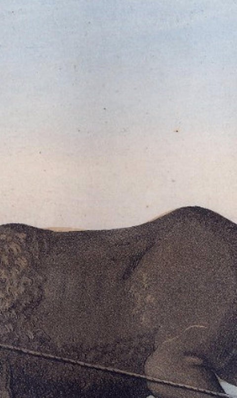 Chinese Farmer with Water Buffalo, Agricultural Scene, Ferrario Print of 1815, view 8
