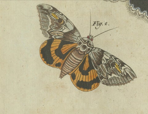 Vivid Lepidoptera: Hand-Colored 18th-Century Butterfly and Moth Studies, close-up 1