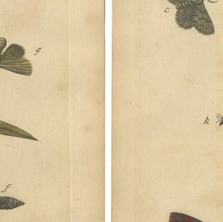 Antique English Moths and Caterpillars on Grass & Flowering Plants, Albin 1720, close-up 2