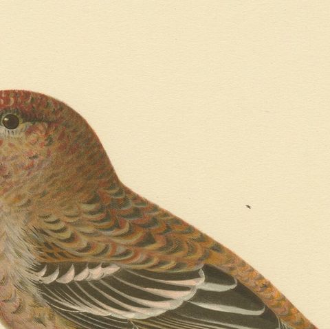 Perched Elegance: A 19th Century Lithograph of the Pine Grosbeak Bird, 1929, close-up 4