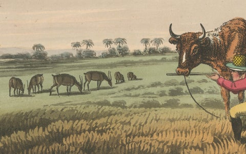 Foreign Field Sports: Shooting Antelopes in India, Aquatint, 1813, close-up 3