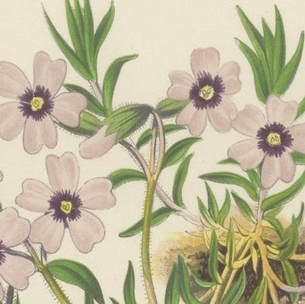 Moss Phlox and Greek Saffron Crocus hand coloured botanical print 1874, close-up 6