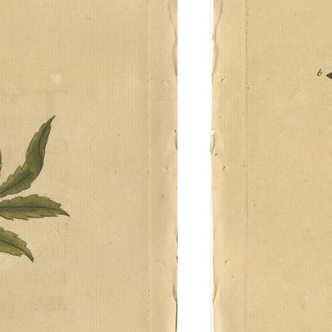 Antique Entomology Prints, English Insects on Marigold & Willow, Albin 1720, close-up 2