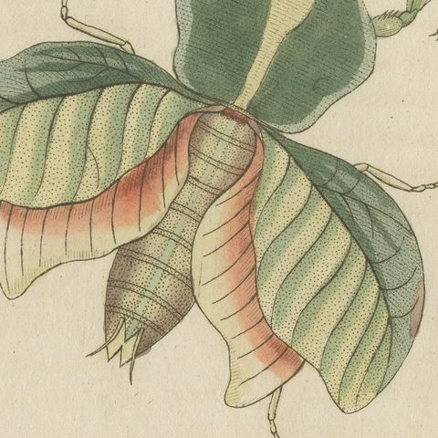 Walking Leaf and Chinese Lantern Fly, Antique Bertuch Print, Vienna, circa 1805, close-up 3