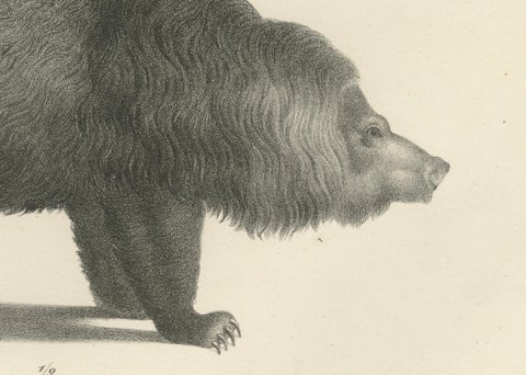 19th-Century Lithograph of a Raccoon and Bear, Stunning Natural History Print, close-up 1
