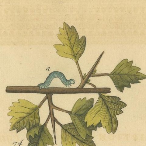 English Moths on Hawthorn Branch, Early 18th-Century Hand-Colored Print, close-up 1