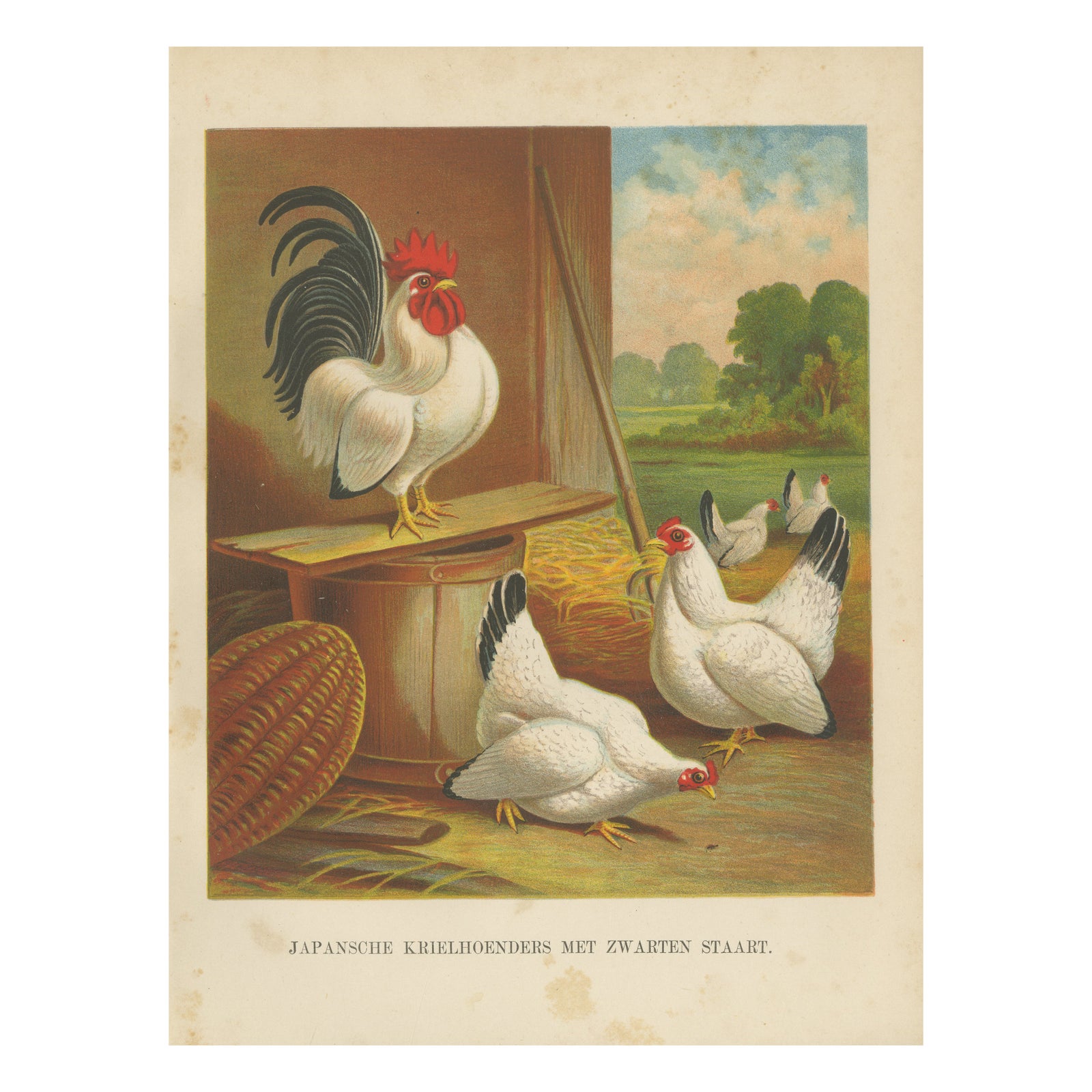 Japanese Bantams with Black Tails - A Rare 19th Century Poultry Lithograph