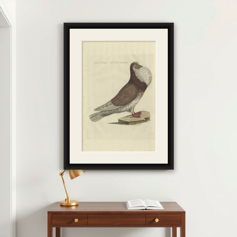 Antique Bird Print of a Cropper Pigeon by Sepp & Nozeman, 1829, shown framed on a wall