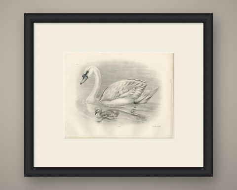 Mute Swan and Cygnet, Antique Bird Print after Lilian Medland, circa 1909, shown framed