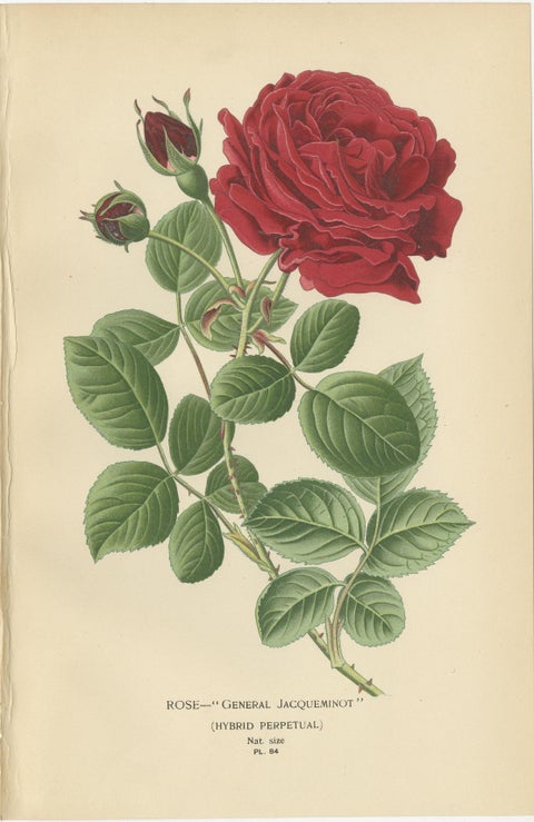 Botanical Prints: General Jacqueminot Rose, Silvery Cinquefoil & Scarlet Avens, view 2