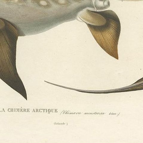 Antique Print of Arctic Chimaera Fish, Rare French Scientific Illustration 1845, close-up 6