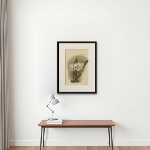 Large Antique Botanical Print, White Orchid Cattleya Schroederæ Alba, c.1888, shown framed on a wall