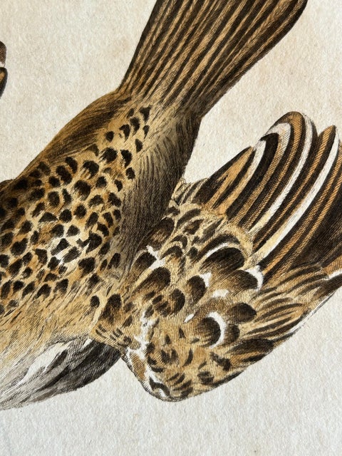 Eurasian Skylark, Antique Bird Engraving by Nozeman and Sepp, 1809, view 8
