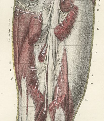 The Sciatic Nerve in the Thigh, Antique Hirschfeld Anatomy Print, 1866, view 6