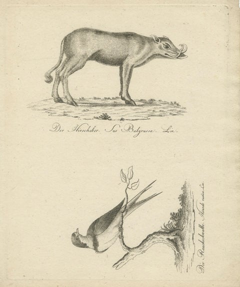 Antique Engraving of a Babirusa and a Swallow, ca.1800, close-up 1