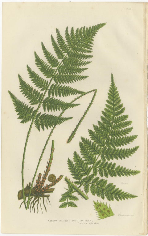 European Quillwort and Creeping Pillwort, Botanical Triptych, 1873, view 3