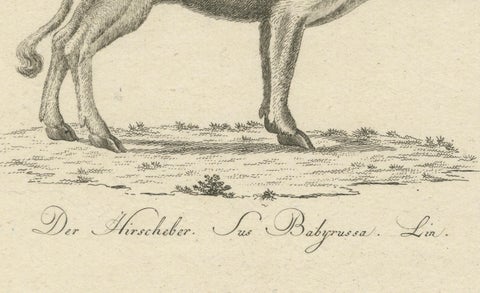Antique Engraving of a Babirusa and a Swallow, ca.1800, close-up 3