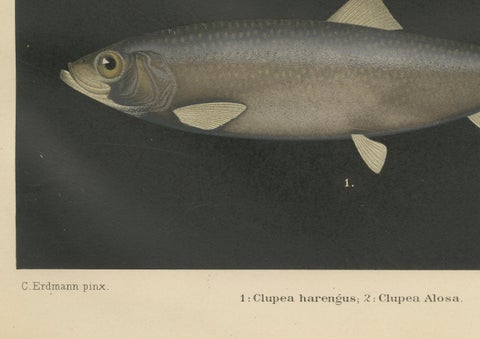 Scandinavian Herring and Shad: Exquisite Lithograph from Pisces Scandinaviae, close-up 1