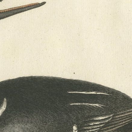 Hand-Colored Engraving of the Hooded Merganser by Johann Michael Seligmann, 1770, close-up 6