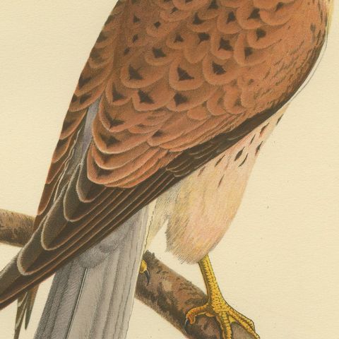 Falco Tinnunculus Antique Bird Print, Common Kestrel, 1929 Edition, close-up 2