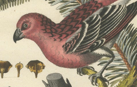 Hand-Colored Engraving of the Great Red Finch by Johann Michael Seligmann, 1770, close-up 4