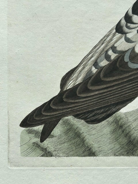 Manx Shearwater, Antique Seabird Engraving by Nozeman & Sepp, 1809, view 7