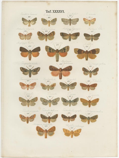 Set of 5 Antique Prints of Various Butterflies and Moths by Ramann, circa 1870, view 4