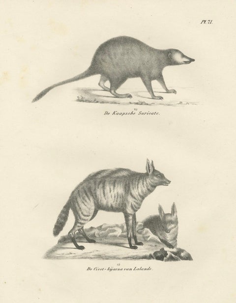 19th-Century Lithograph of the Cape Meerkat and Lalande’s Civet Hyena, close-up 6