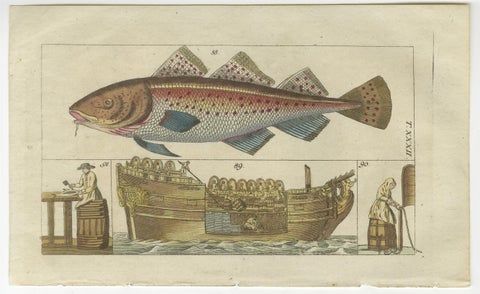 Set of 4 Antique Fish Prints - Beluga Sturgeon - Pollock - Atlantic Cod, view 3